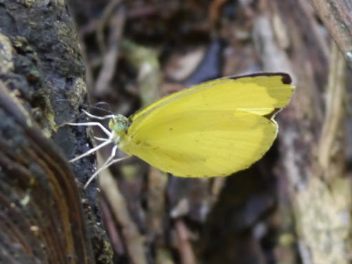 Forest Grass Yellow