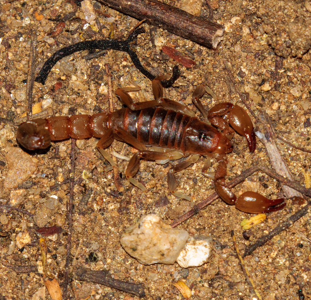 Bothriurus rochai