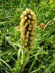 Campanula thyrsoides