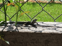 Podarcis muralis