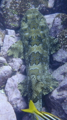 Doris chrysoderma