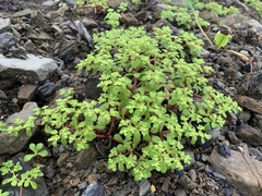 Sedum formosanum