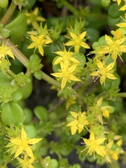Sedum formosanum