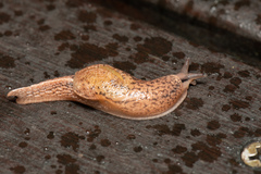 Ariophantidae