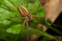 Dolomedes sulfureus