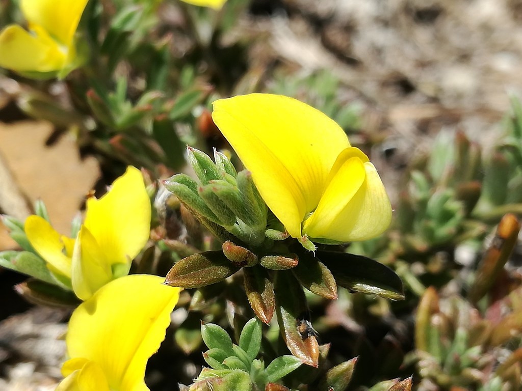 Lotononis pungens