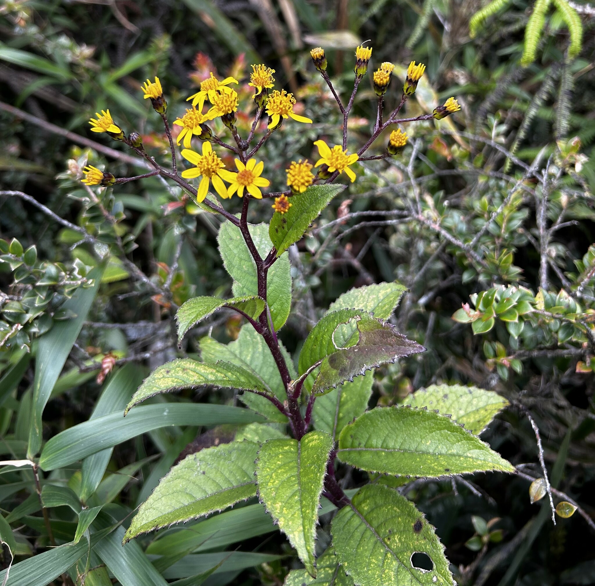 Dendrophorbium dodsonii image