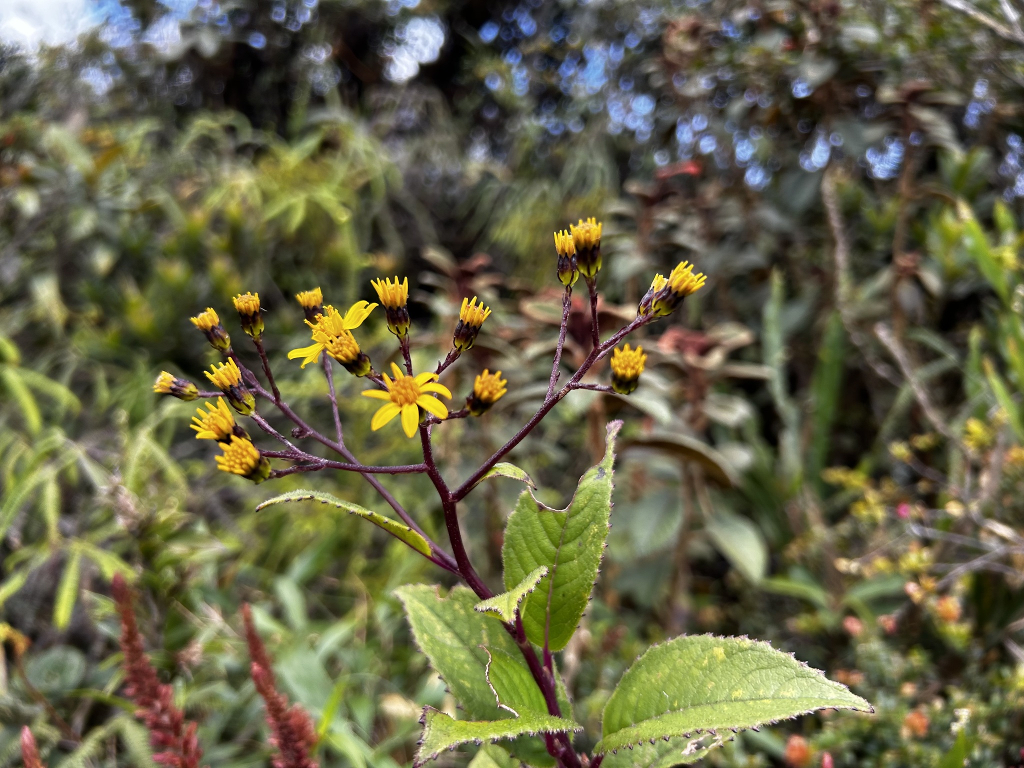 Dendrophorbium dodsonii image