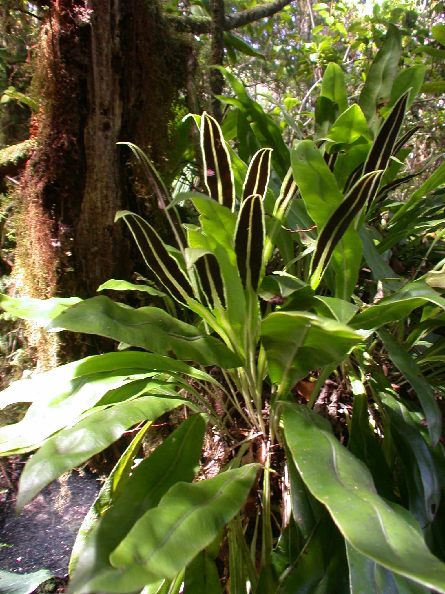 Elaphoglossum parvisquameum