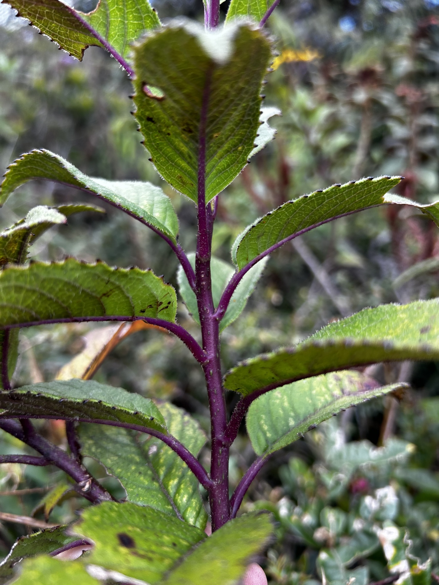 Dendrophorbium dodsonii image
