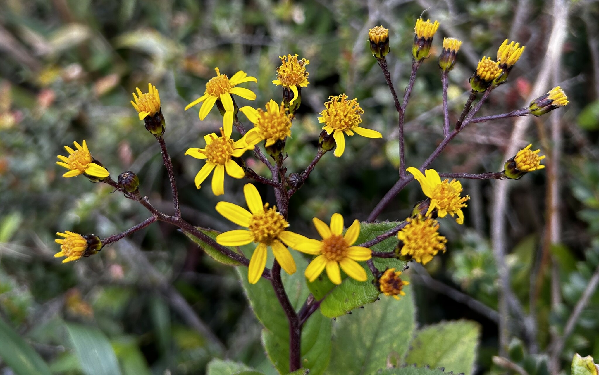 Dendrophorbium dodsonii image