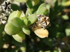 Delosperma patersoniae