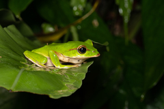 Zhangixalus prasinatus