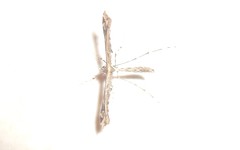 Stenoptilodes sematodactyla