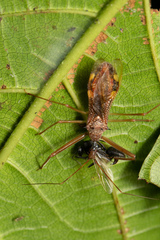Epidaus