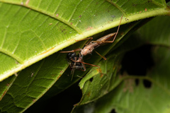Epidaus