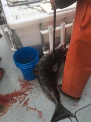 Hippoglossus stenolepis