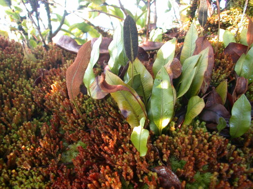 Elaphoglossum pellucidum