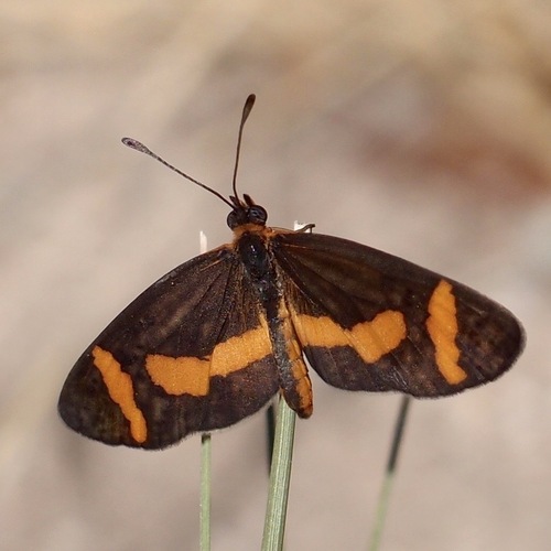 Elf Butterfly photo 5