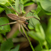 Dolomedes saganus - Photo (c) 張智偉(Chang, Jack, Chih-Wei), μερικά δικαιώματα διατηρούνται (CC BY-NC), uploaded by 張智偉(Chang, Jack, Chih-Wei)