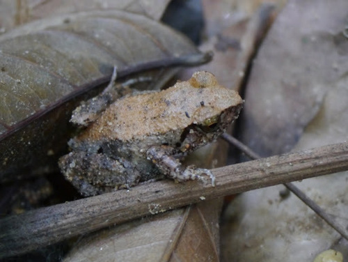 Arthroleptis poecilonotus