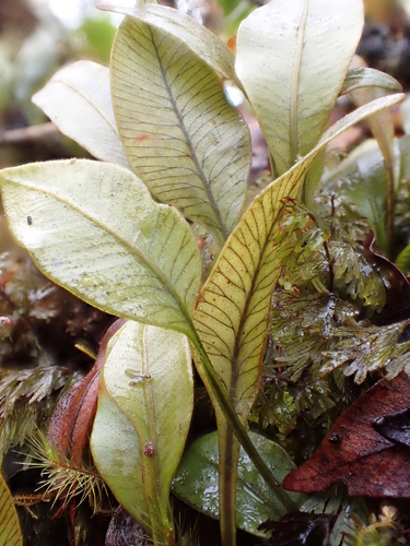 Elaphoglossum pellucidum