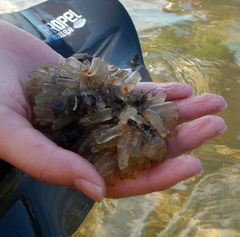 Ecteinascidia turbinata