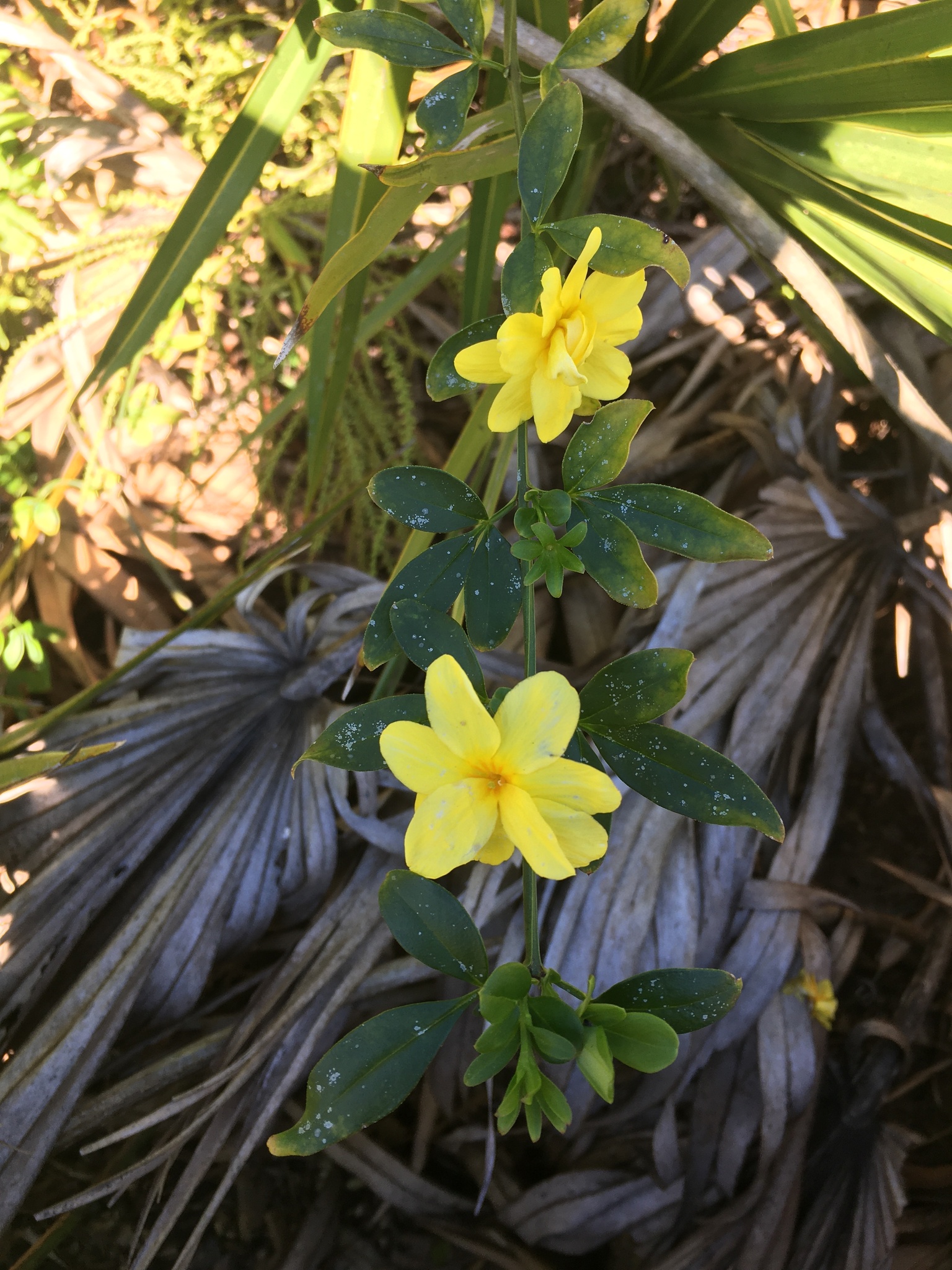 Imagem de Jasmim-amarelo