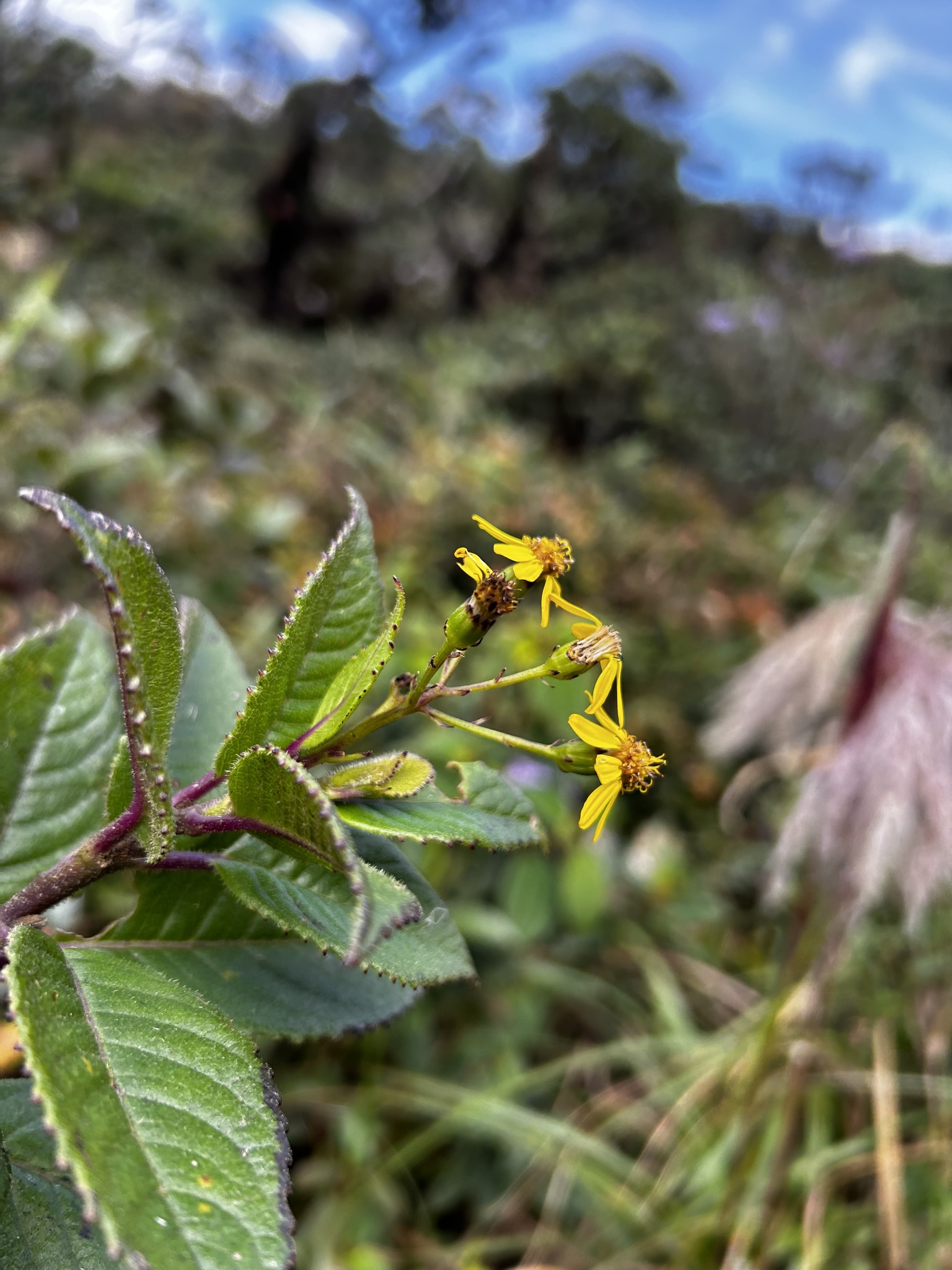 Dendrophorbium dodsonii image