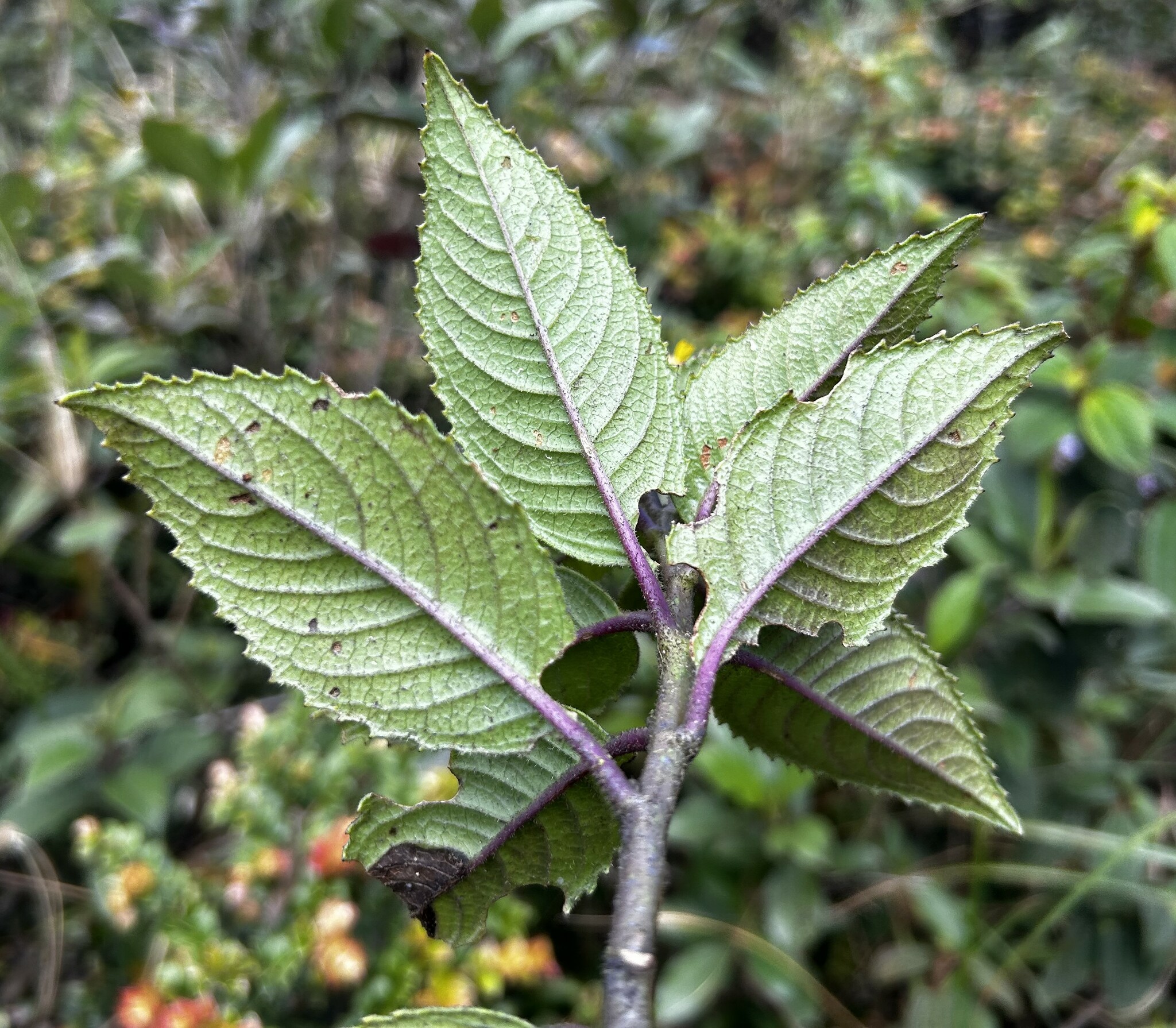 Dendrophorbium image