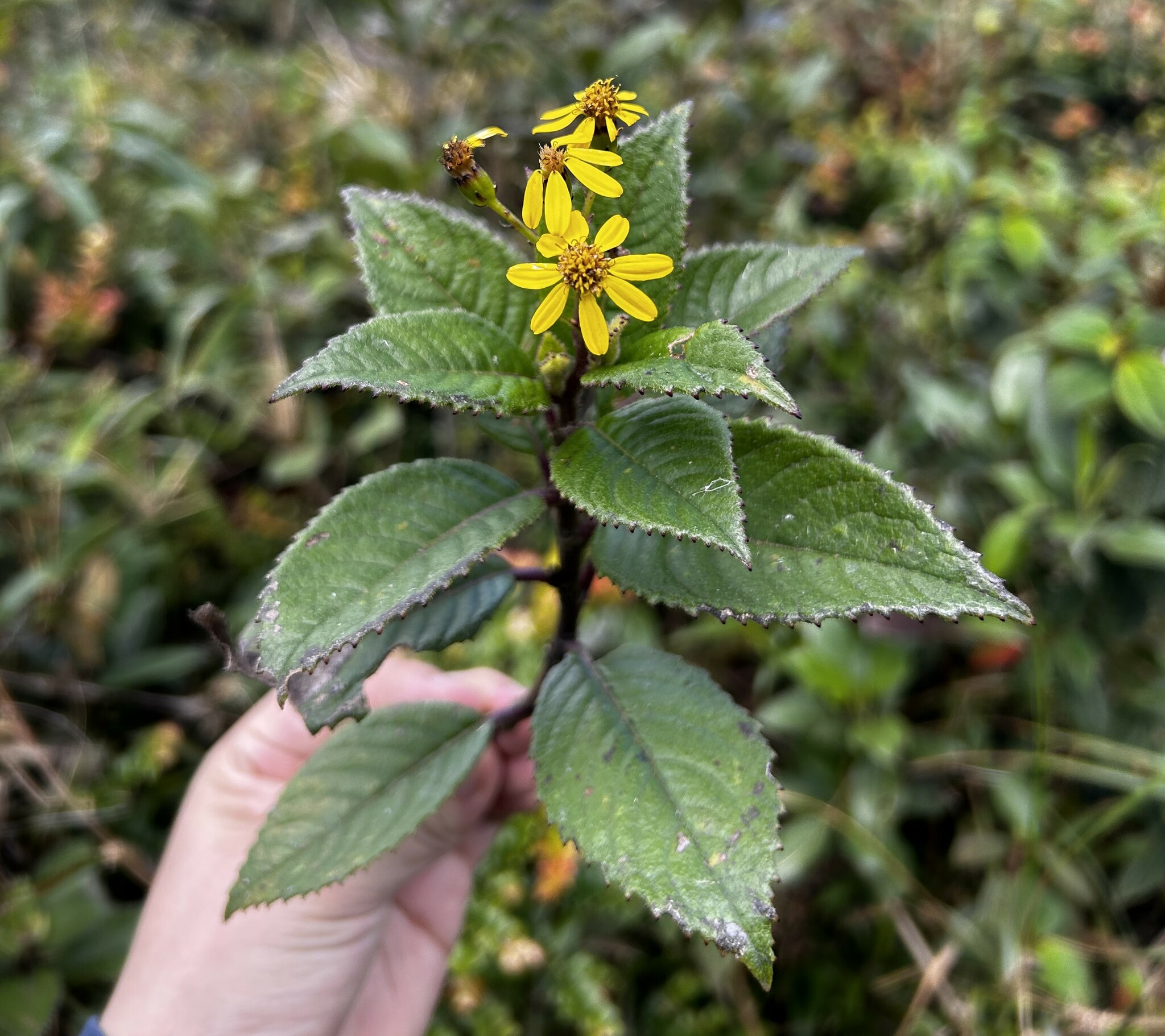 Dendrophorbium dodsonii image