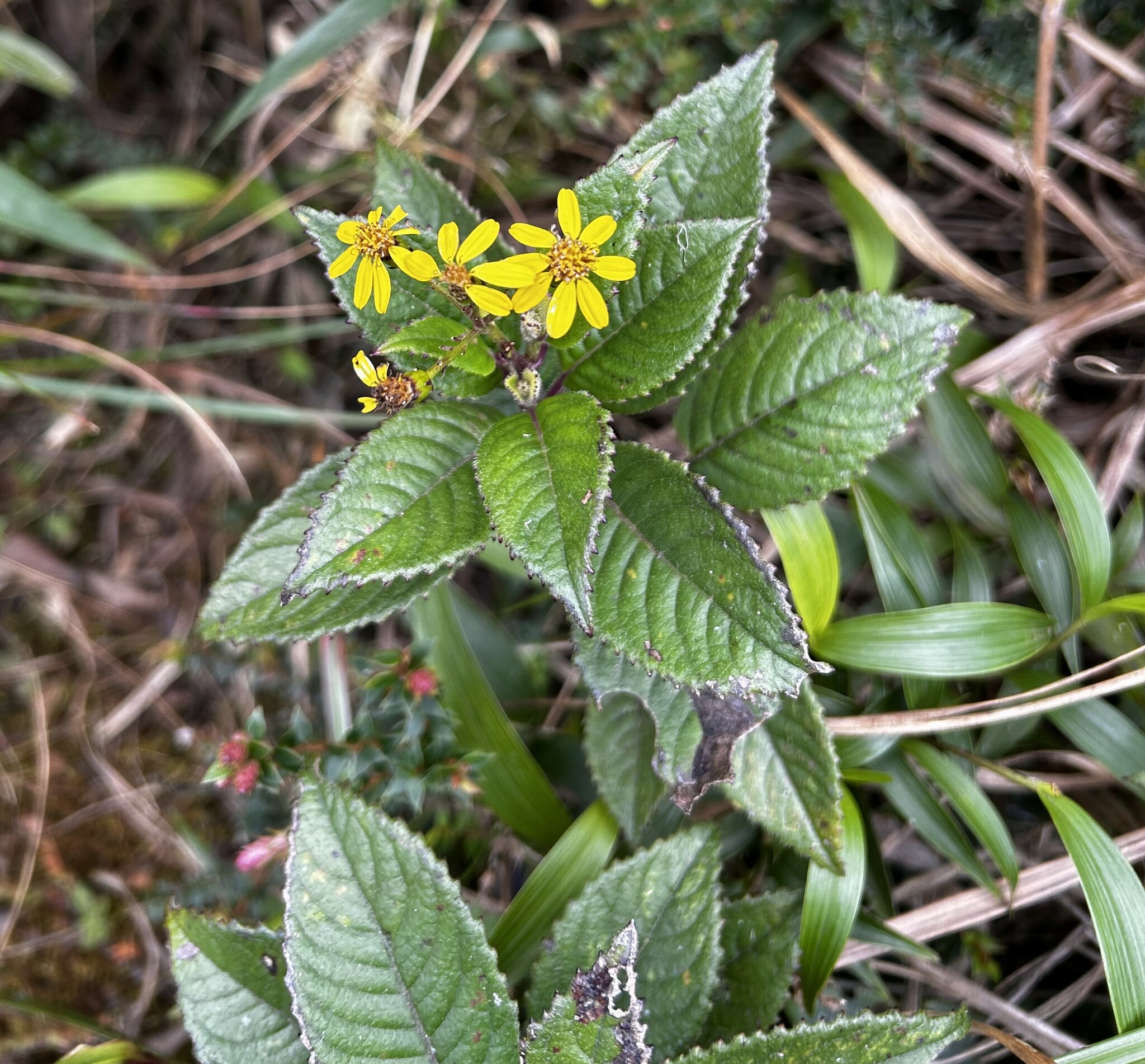 Dendrophorbium dodsonii image