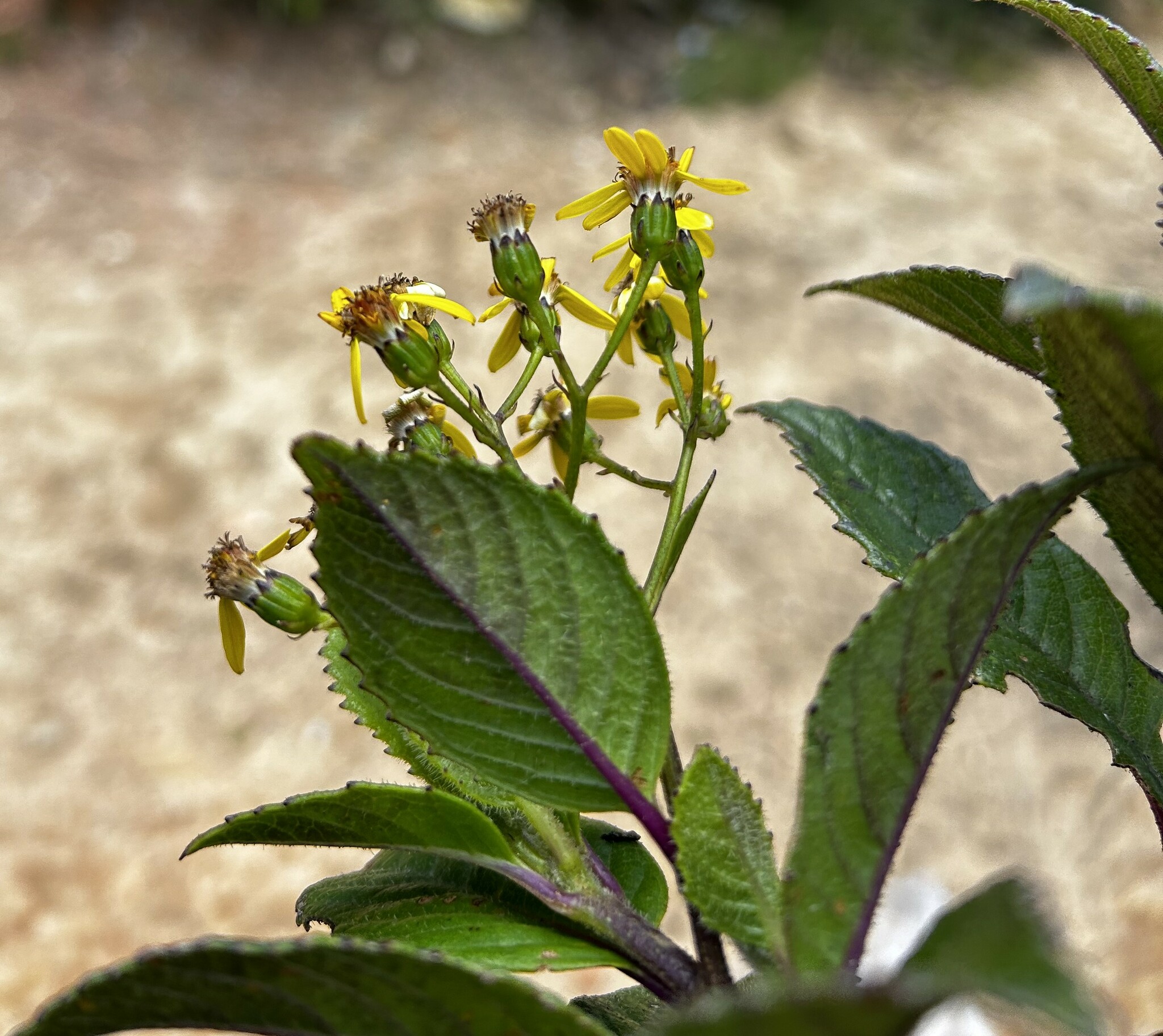 Dendrophorbium dodsonii image