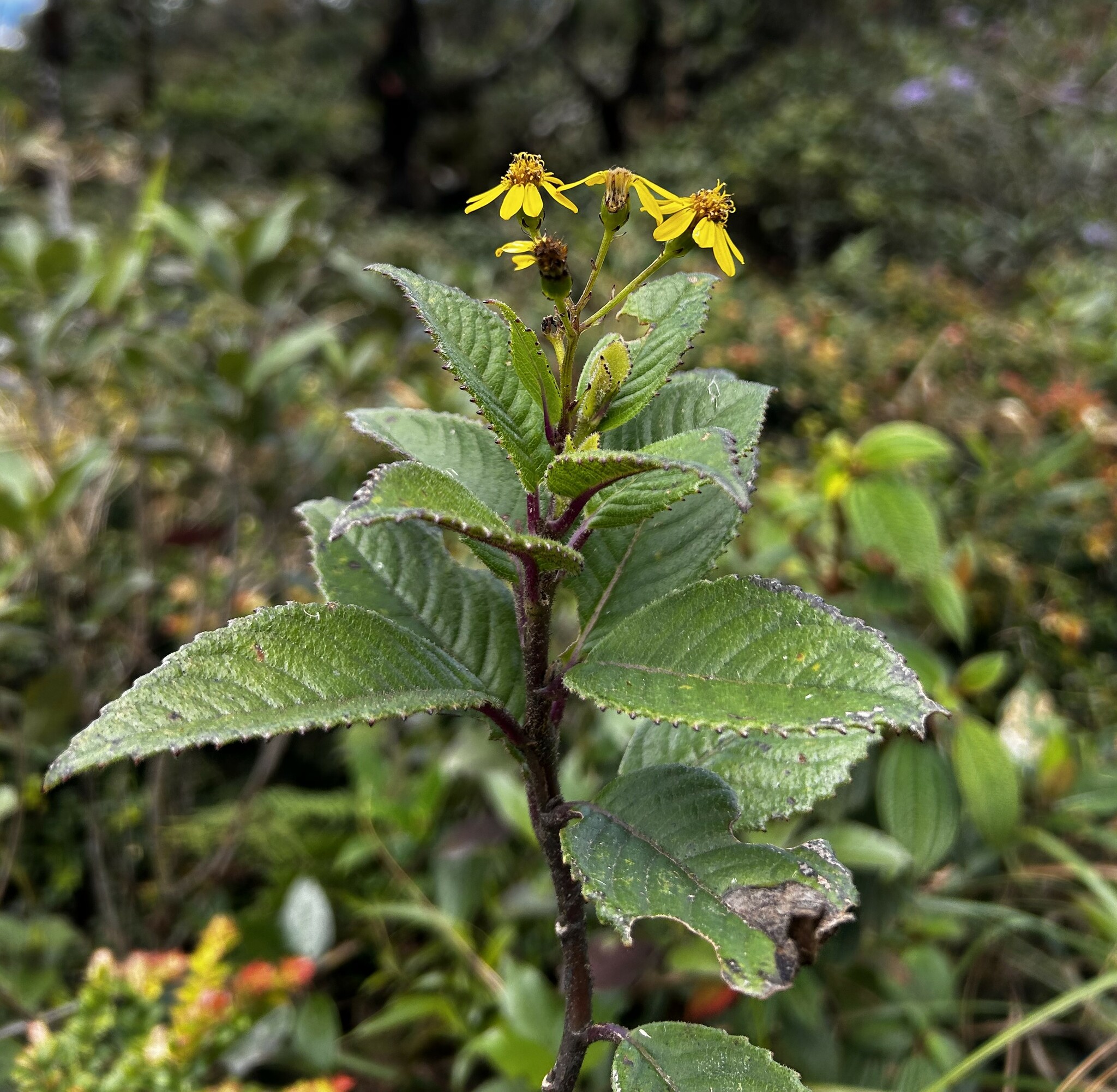 Dendrophorbium image