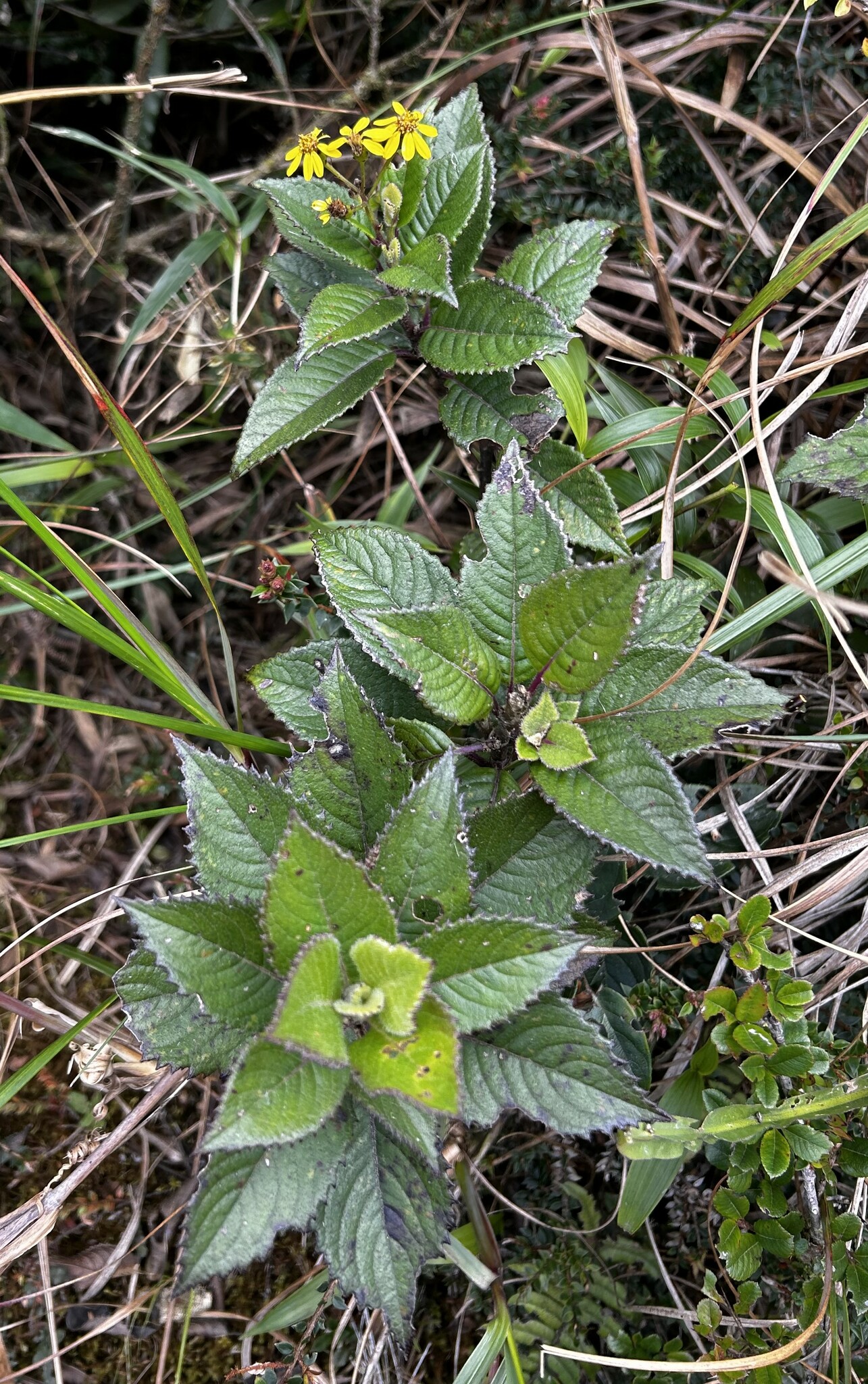 Dendrophorbium dodsonii image