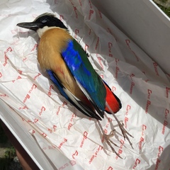 Pitta moluccensis