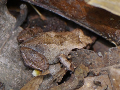 Arthroleptis poecilonotus