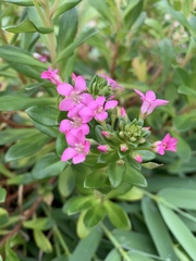 Lysimachia mauritiana