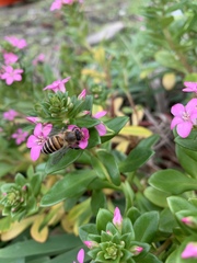 Lysimachia mauritiana