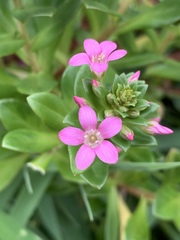 Lysimachia mauritiana