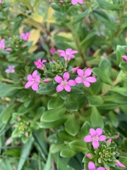 Lysimachia mauritiana