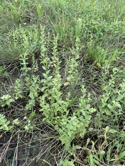 Centaurium japonicum