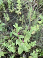 Centaurium japonicum