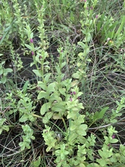 Centaurium japonicum