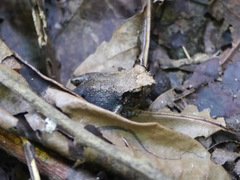 Arthroleptis poecilonotus