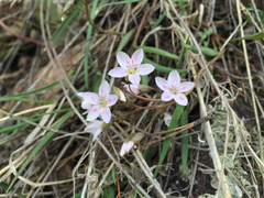 Claytonia rosea