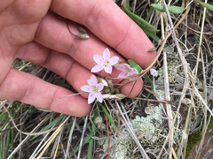 Claytonia rosea