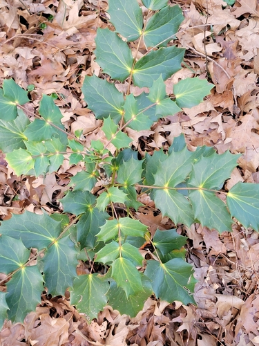 Mahonia bealei