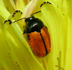 Cryptocephalus rugicollis