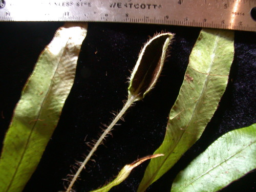 Elaphoglossum samoense observed 2004-11-22